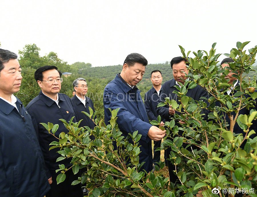 光山油茶籽榨油设备，山茶籽油榨油机厂家(图1)