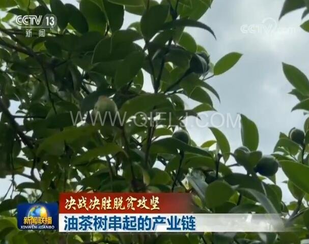 新闻联播决战决胜脱贫攻坚之油茶树串起的产业链(图1) 新闻联播决战决胜脱贫攻坚之油茶树串起的产业链(图1)