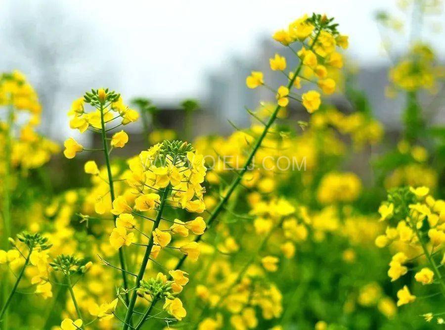 西藏企鹅粮油机械设备案例之墨竹工卡县小油菜榨油厂项目(图6)