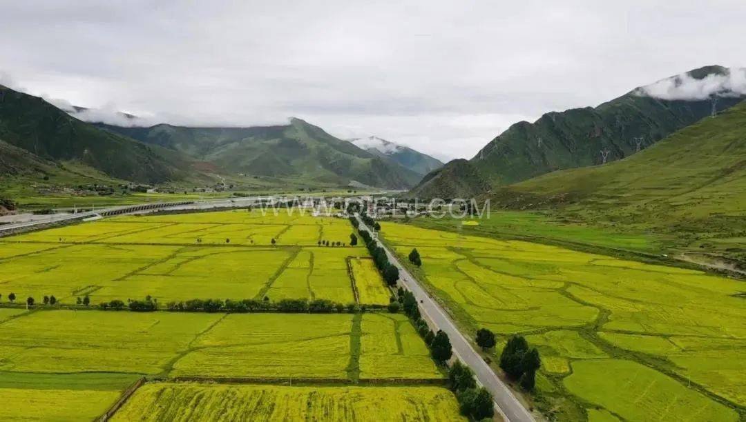 西藏企鹅粮油机械设备案例之墨竹工卡县小油菜榨油厂项目(图7)