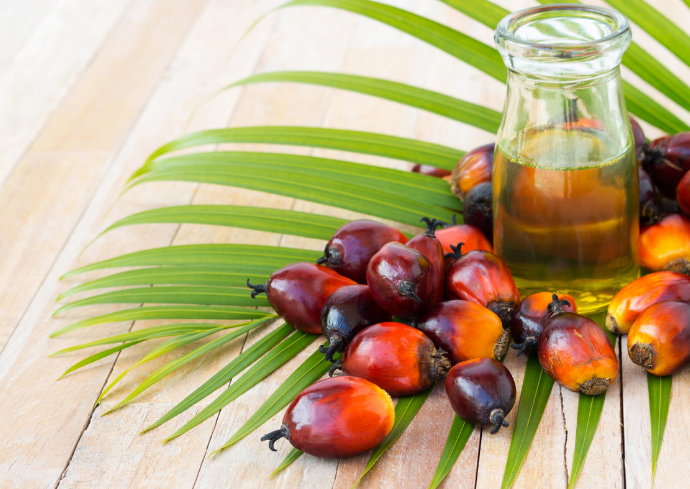 棕櫚油價格震蕩，馬來西亞出口量激增