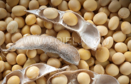 南美大豆供应紧张 强劲的出口需求(图1) 南美大豆供应紧张 强劲的出口需求(图1)